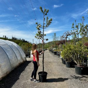 Okrasná jabloň (Malus) ´RED SENTINEL´ - výška 260-290 cm, kont. C35L, obvod kmeňa 8/10 cm